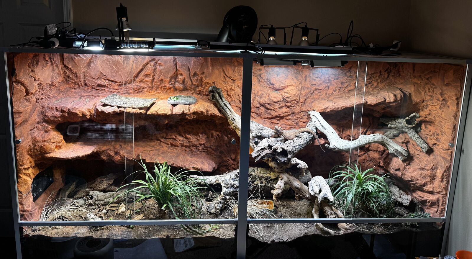 A large two-bay enclosure Nathan built, with a sculpted rock background, live plants and branch work under a row of mounted lamps