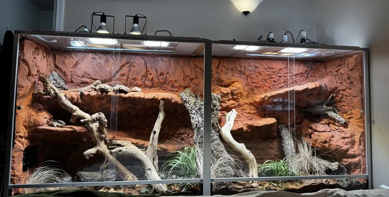 A wide, naturalistic enclosure with the original basking ledge high against the back wall