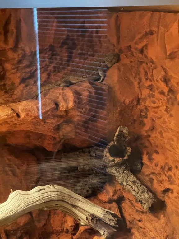 Nini sleeping on an elevated ledge near the top of her enclosure